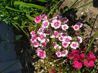 Fototapeta premium Flowers