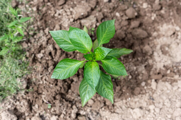 Plants grow in a greenhouse. Tomatoes, cucumbers and peppers.