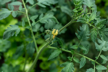 Plants grow in a greenhouse. Tomatoes, cucumbers and peppers.