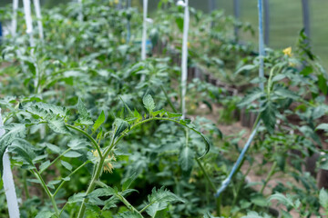 Plants grow in a greenhouse. Tomatoes, cucumbers and peppers.