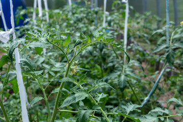 Plants grow in a greenhouse. Tomatoes, cucumbers and peppers.