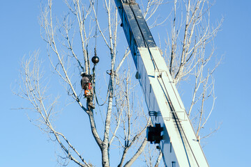 tree trimming with crane