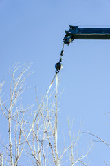 crane lifting tree