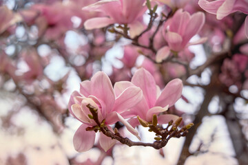 Spring floral background with magnolia flowers. The sky is blue.