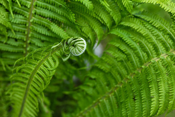 Green leaves of fern. Macro shot.