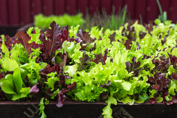 Juicy salad in the garden