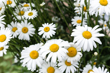 White, large daisies in the garden.