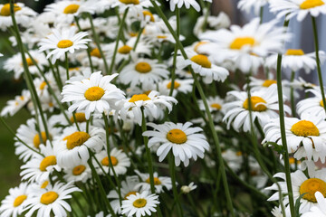Fototapeta premium White, large daisies in the garden.