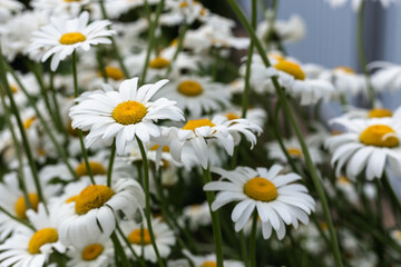 White, large daisies in the garden.