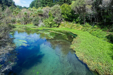 Fototapeta premium Blue Springs Quelle in Neuseeland / Blue Springs in New Zealand