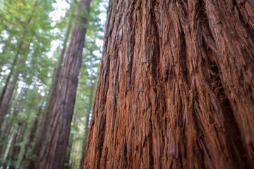Obraz premium Redwood Baum in Rotorua Neuseeland / Redwood Tree in Rotorua New Zealand / 