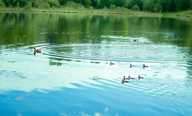 Obraz na płótnie Canvas ducks on the lake