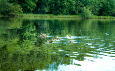 Naklejka na ściany i meble ducks in the lake