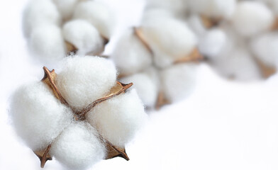 Cotton closeup on a white background