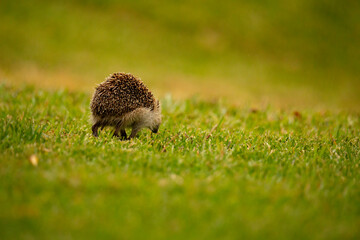 An Hedgehog looking for food in my backyard garden, Povoa de Lanhoso, Portugal.