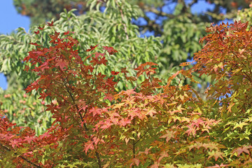 Autumn leaves in close up