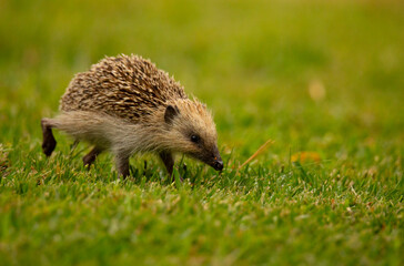 An Hedgehog looking for food in my backyard garden, Povoa de Lanhoso, Portugal.