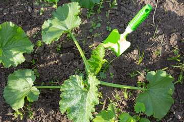 Young zucchini plant with variegated leaves, zucchini seedling in the ground and a green garden scoop, the concept of gardening and garden work.