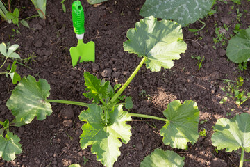 Young plant of zucchini, seedling in the ground and a green garden scoop, the concept of gardening and garden work.