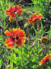 The colors of summer.Composition 4.