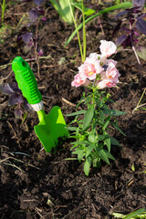 A snapdragon plant with pink flowers grows in the garden and a green gardener scoop next to it. The concept of gardening, a hobby.