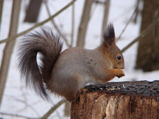 squirrel