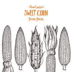 Corn on the cob hand drawn vector illustration. Corn sketch illustration. Engraving style, vintage design.