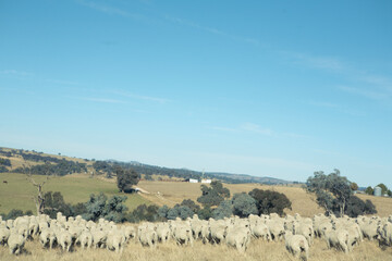 sheep on the hill