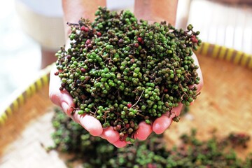 Andaliman, North Sumatra-Indonesia origin spices.