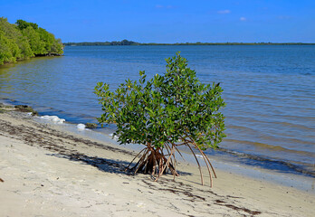 Fototapeta na wymiar Mangrove plant on the shore of the beach