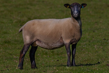 Ewe alert for danger