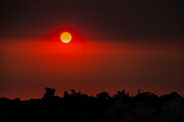 Gaviotas en el sol