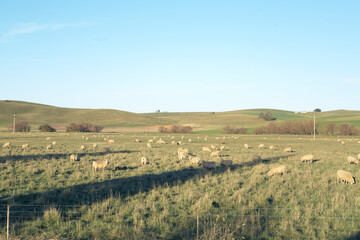 Fototapeta premium sheep in the field