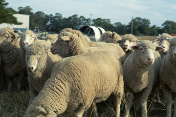 Fototapeta premium sheep in a field