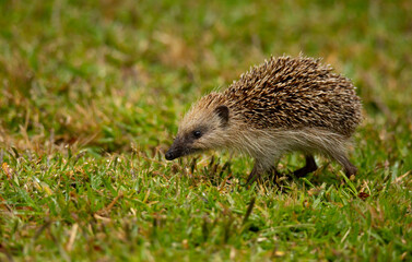 An Hedgehog looking for food in my backyard garden, Povoa de Lanhoso, Portugal.