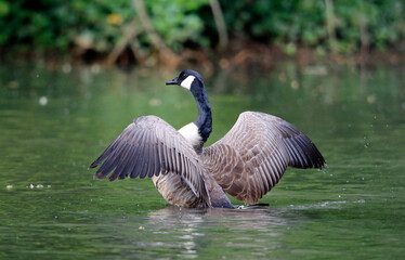 Canada goose preparing for take off from the lake