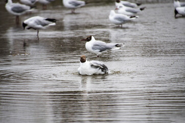 Gaviotas Costeras