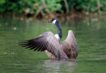 Canada goose preparing for take off from the lake