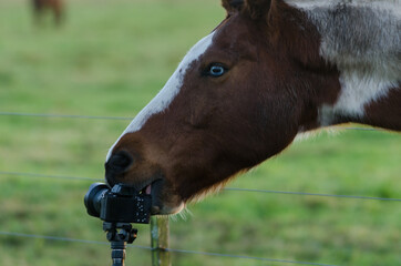 A horse is eating my camera