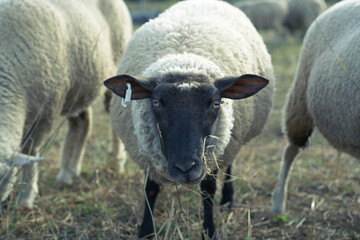 Fototapeta premium sheep in the field