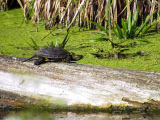 Turtle on a log in the swamp