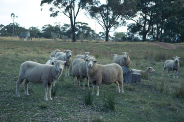 Fototapeta premium sheep in the field