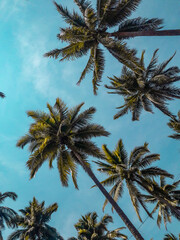 palmeras en verano en una playa de méxico  - obrazy, fototapety, plakaty