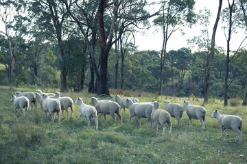 sheep in the field