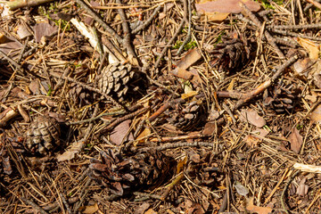 The soil surface in the forest, covered with fallen needles, leaves and twigs.