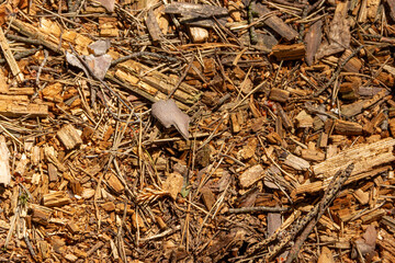 The soil surface in the forest, covered with fallen needles, leaves and twigs.