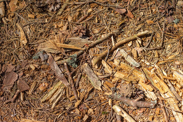 The soil surface in the forest, covered with fallen needles, leaves and twigs.