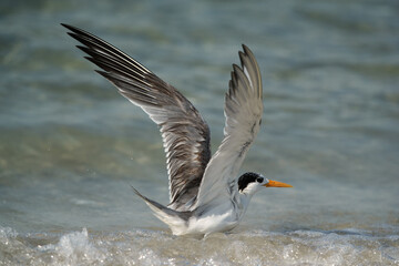 Greater Crested Tern takeoff, Bahrain