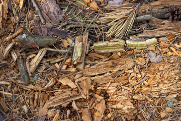 The soil surface in the forest, covered with fallen needles, leaves and twigs.