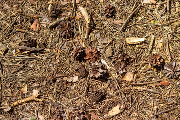 The soil surface in the forest, covered with fallen needles, leaves and twigs.